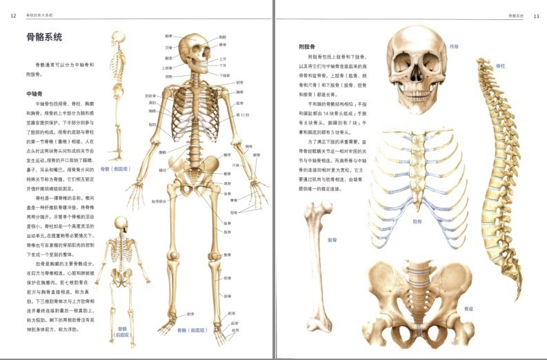 《人体解剖学》结构和功能图谱 科普   [pdf][[pdf]