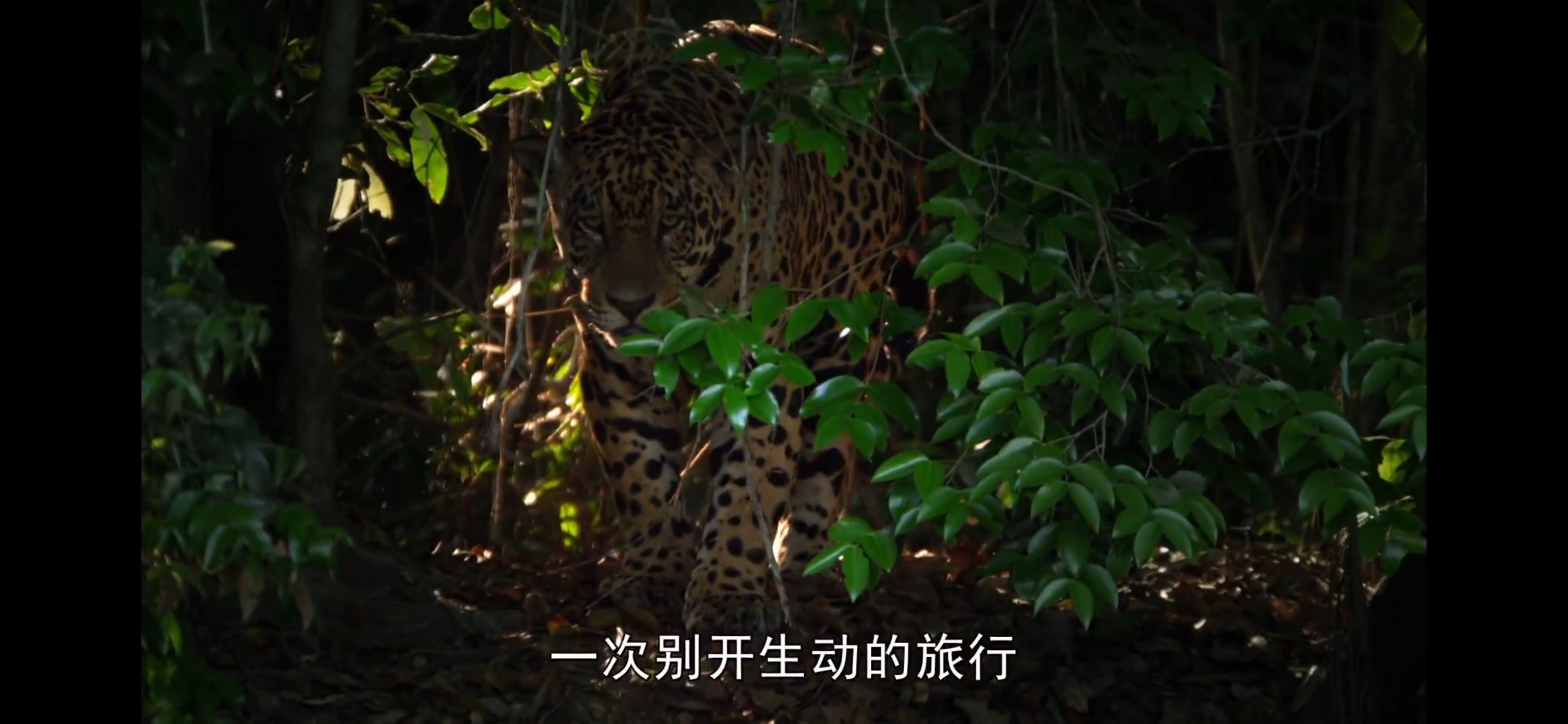 狂野巴西.(2014).1080P.内嵌字幕【2.58G】