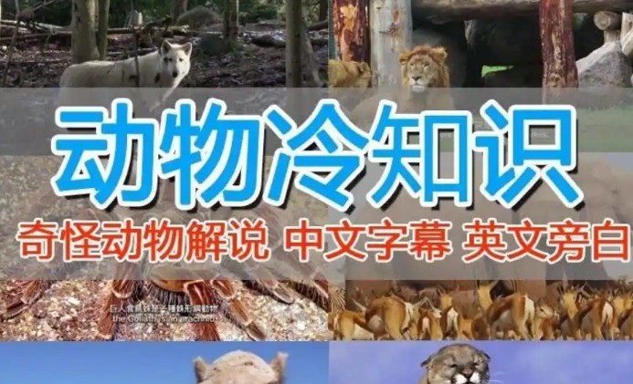 【自媒体】国外纪录片解说教程:(动物解说、美食、动画片)【2.6GB】