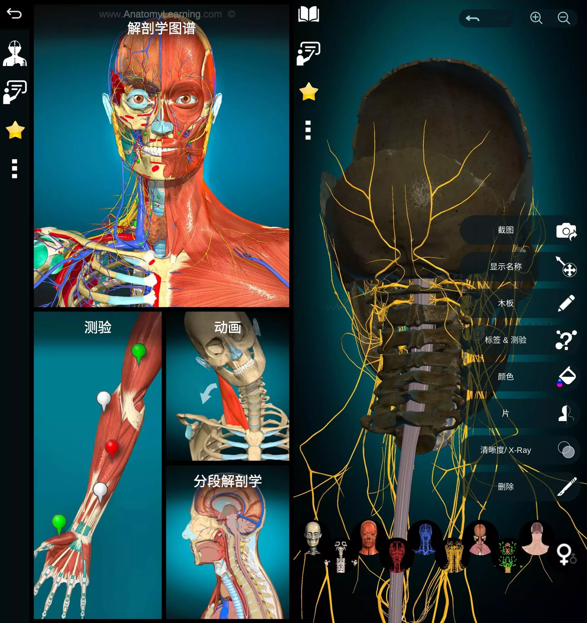 【安卓】Anatomy Learning v3.1.467 高级版，3D交互式解剖学习神器（213.9MB）