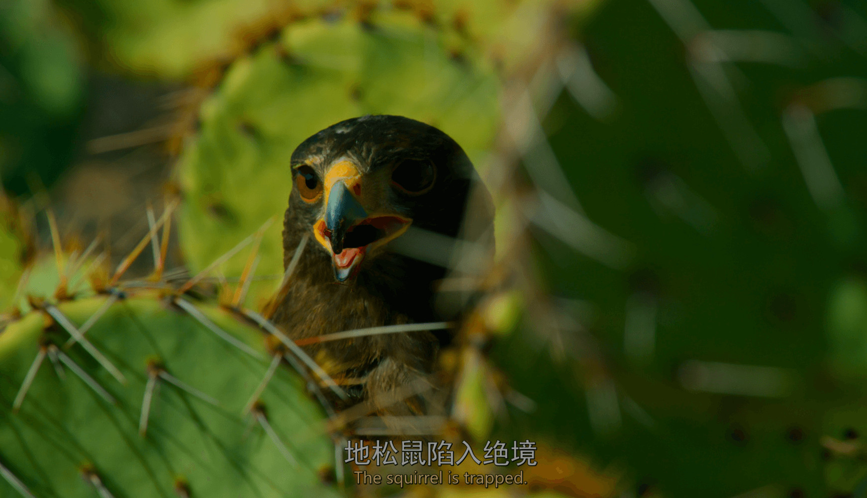 BBC 《地球脉动/行星地球》S01-S03季合集收藏版 【4K 蓝光UHD高参压制】国粤英三音轨 【内封英简繁&简英双语特效SUP字幕】章节/HDR10【195.7G】
